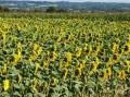 Notre premier champ de tournesol
